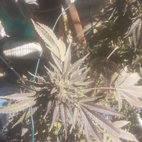 Coco menta  growlog timeline photo