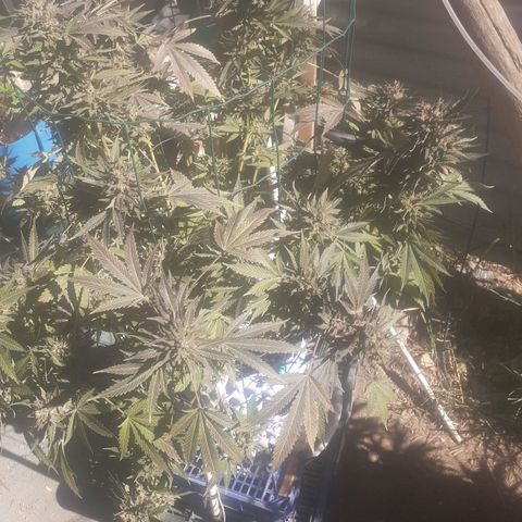 Coco menta  growlog timeline photo