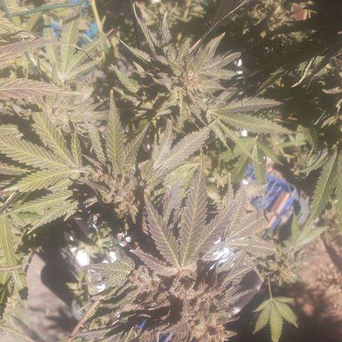 Coco menta  growlog timeline photo