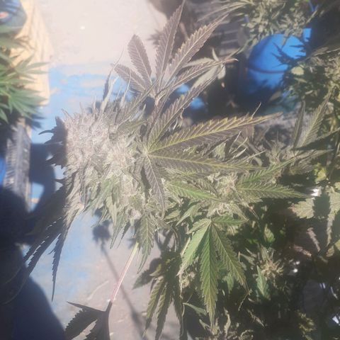 Coco menta  growlog timeline photo