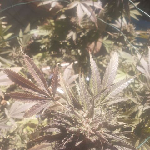 Coco menta  growlog timeline photo