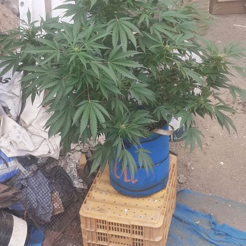 Experiment growlog timeline photo