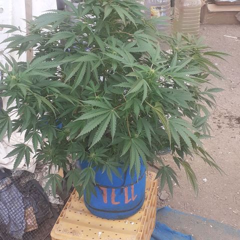 Experiment growlog timeline photo