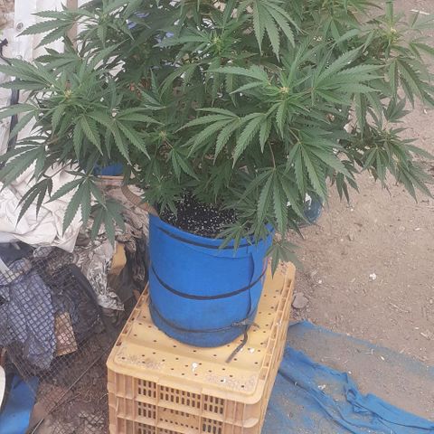 Experiment growlog timeline photo