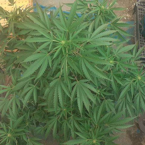 Experiment growlog timeline photo