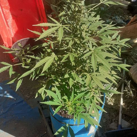 Experiment growlog timeline photo