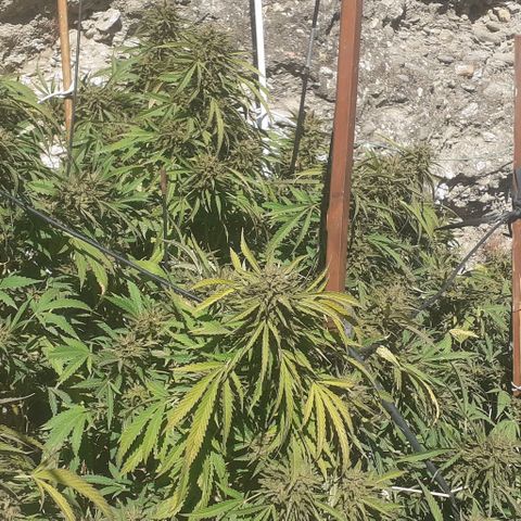 CHMOG growlog timeline photo