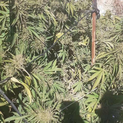 CHMOG growlog timeline photo
