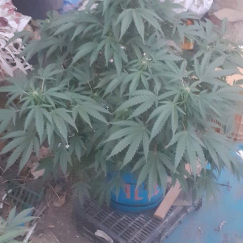 Experiment growlog timeline photo