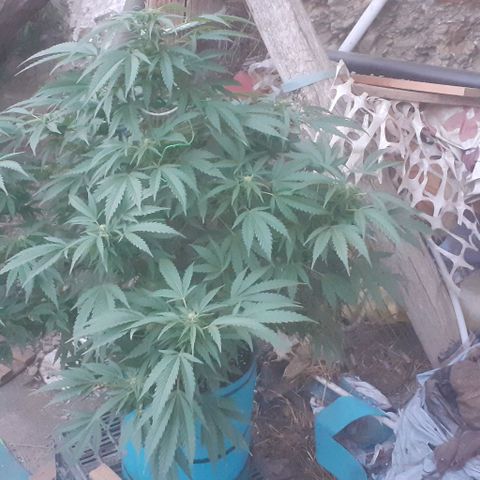 Experiment growlog timeline photo