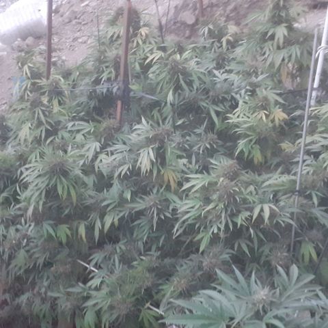 CHMOG growlog timeline photo