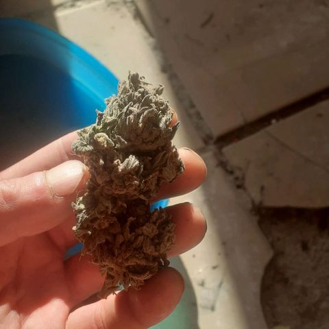 Coco menta  growlog timeline photo