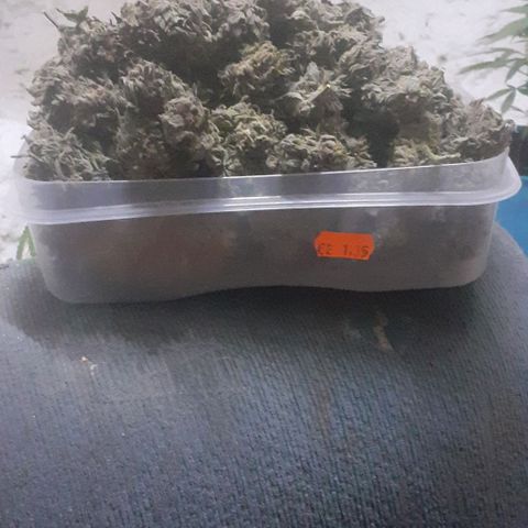 Coco menta  growlog timeline photo