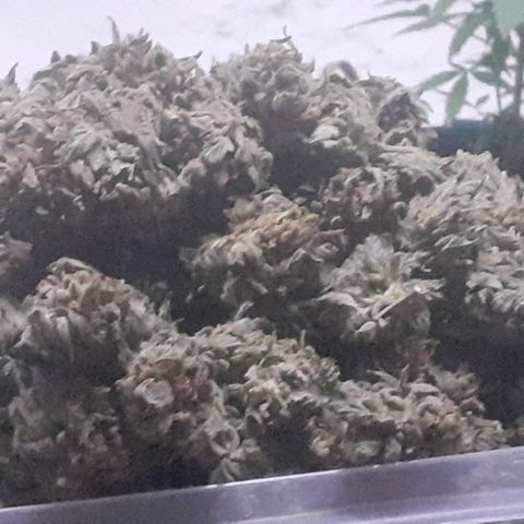 Coco menta  growlog timeline photo