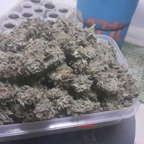 Coco menta  growlog timeline photo