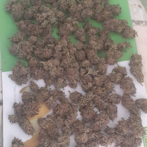 Coco menta  growlog timeline photo