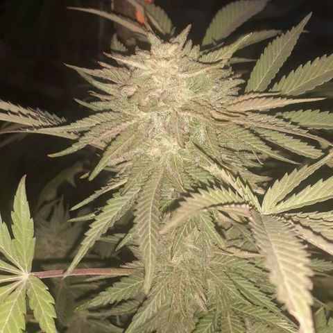 CHMOG growlog timeline photo
