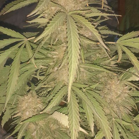 CHMOG growlog timeline photo