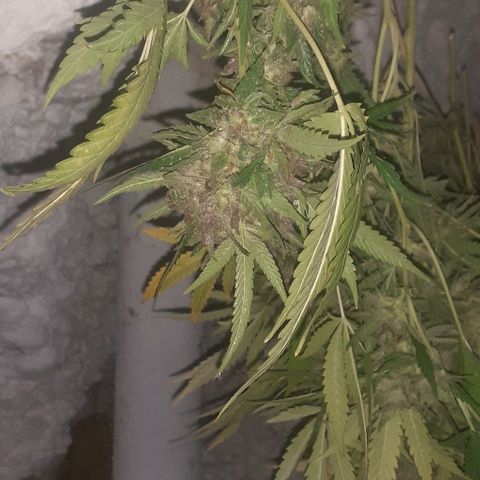 CHMOG growlog timeline photo