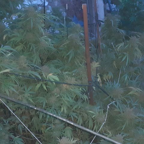 CHMOG growlog timeline photo