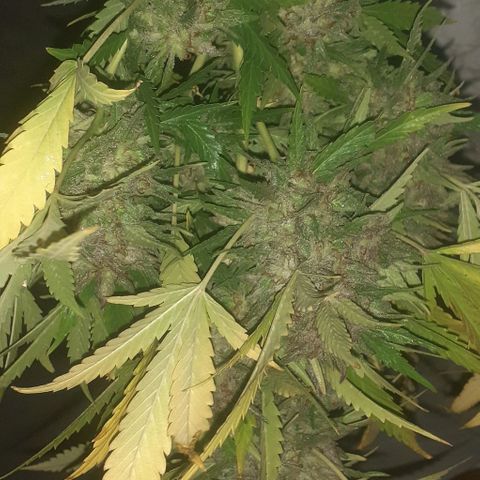 CHMOG growlog timeline photo