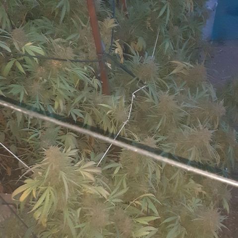 CHMOG growlog timeline photo