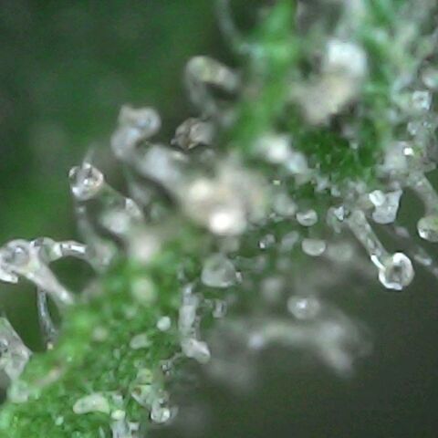 CHMOG growlog timeline photo