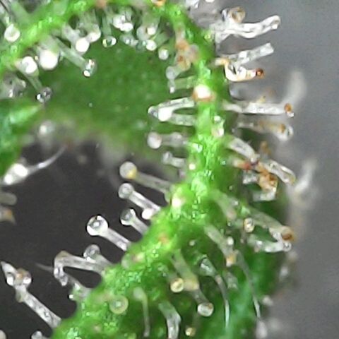 CHMOG growlog timeline photo