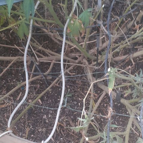 CHMOG growlog timeline photo