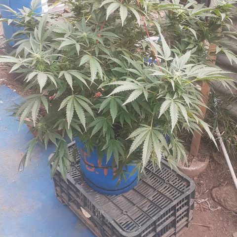 Experiment growlog timeline photo