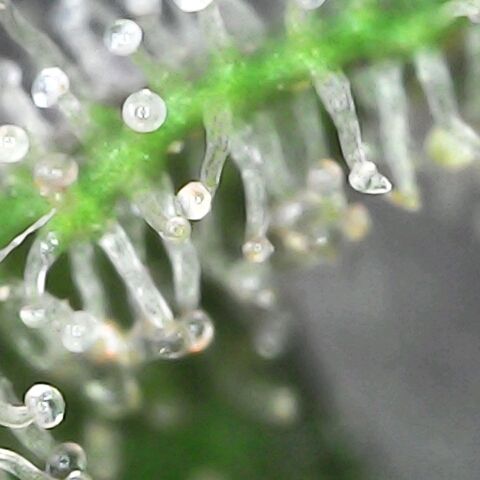 CHMOG growlog timeline photo