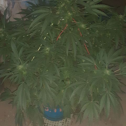 Experiment growlog timeline photo