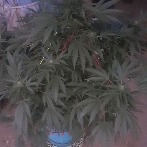 Experiment growlog timeline photo