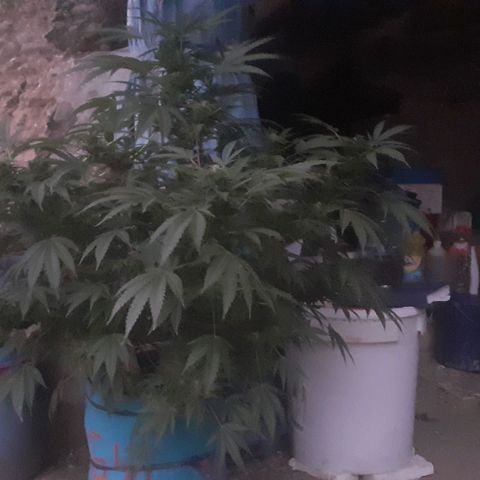 Experiment growlog timeline photo