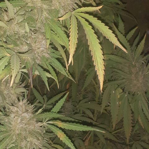 CHMOG growlog timeline photo