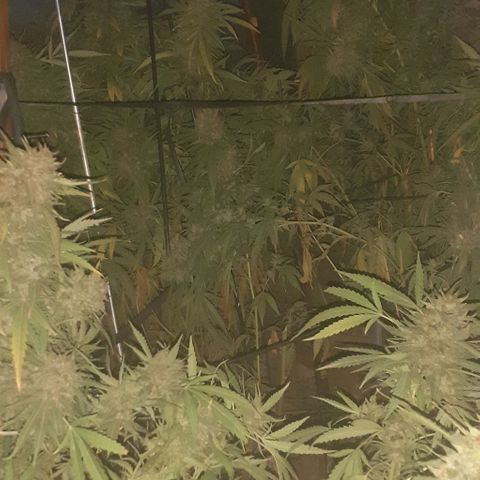 CHMOG growlog timeline photo