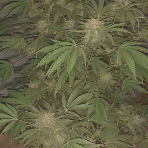 CHMOG growlog timeline photo