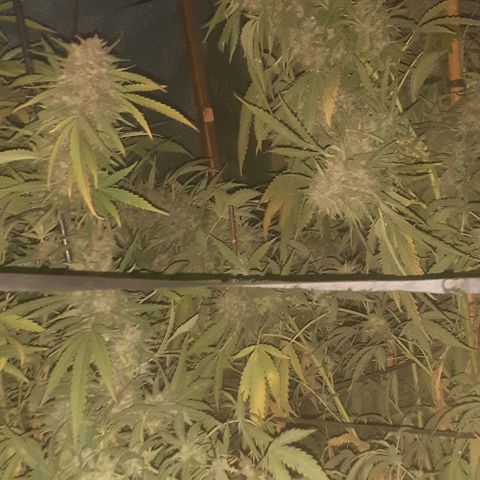 CHMOG growlog timeline photo