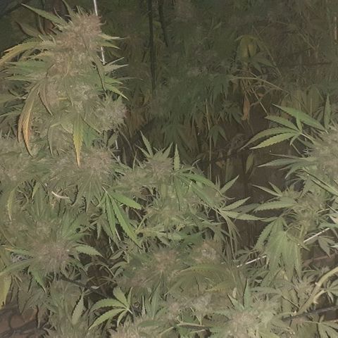 CHMOG growlog timeline photo
