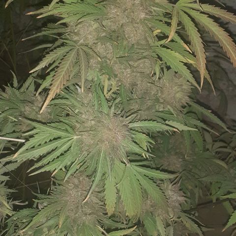 CHMOG growlog timeline photo