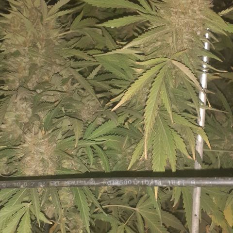 CHMOG growlog timeline photo