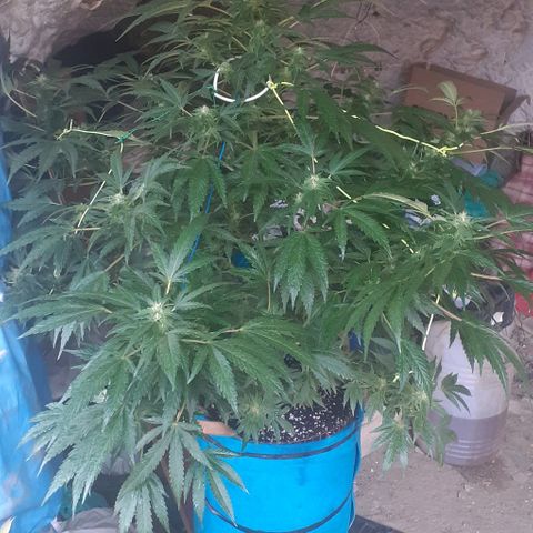 Experiment growlog timeline photo