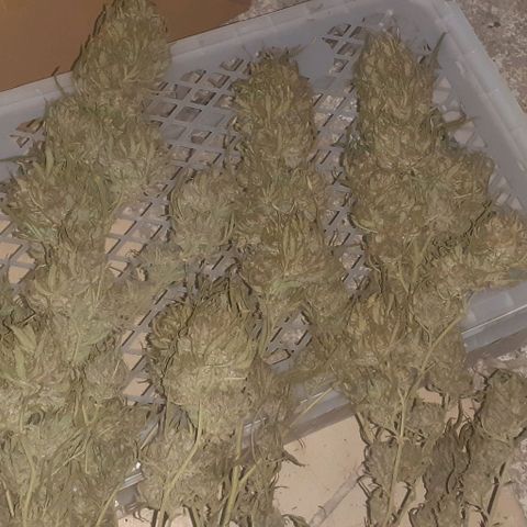 CHMOG growlog timeline photo