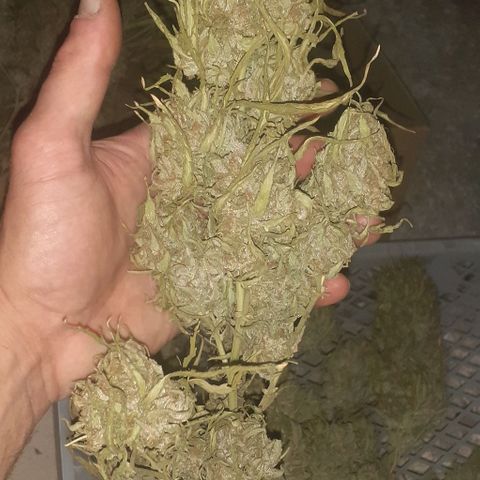 CHMOG growlog timeline photo