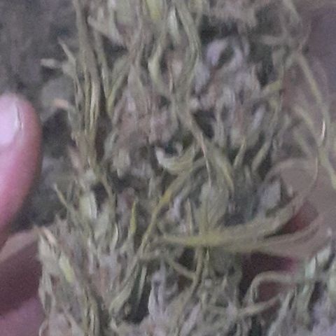 CHMOG growlog timeline photo