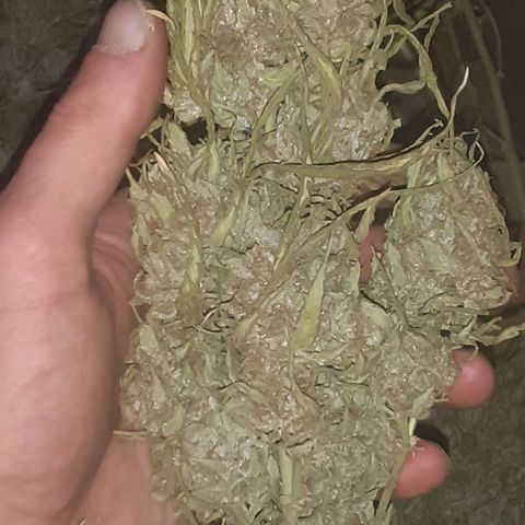 CHMOG growlog timeline photo