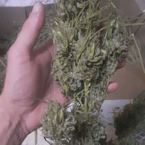CHMOG growlog timeline photo