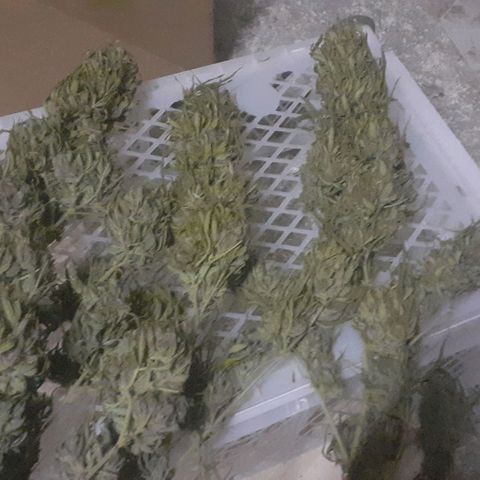 CHMOG growlog timeline photo
