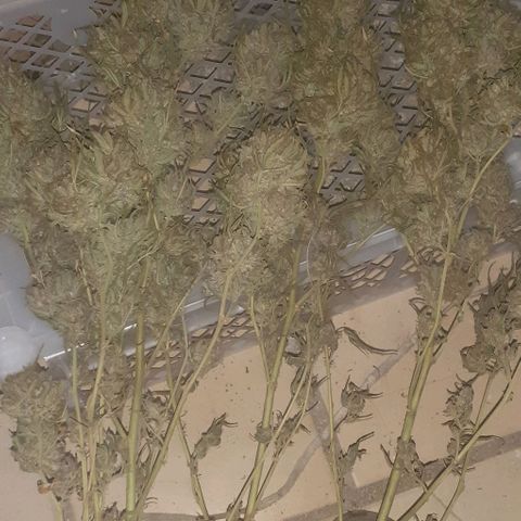 CHMOG growlog timeline photo