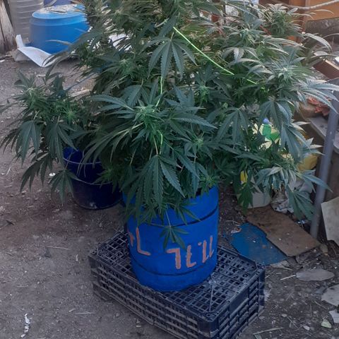 Experiment growlog timeline photo